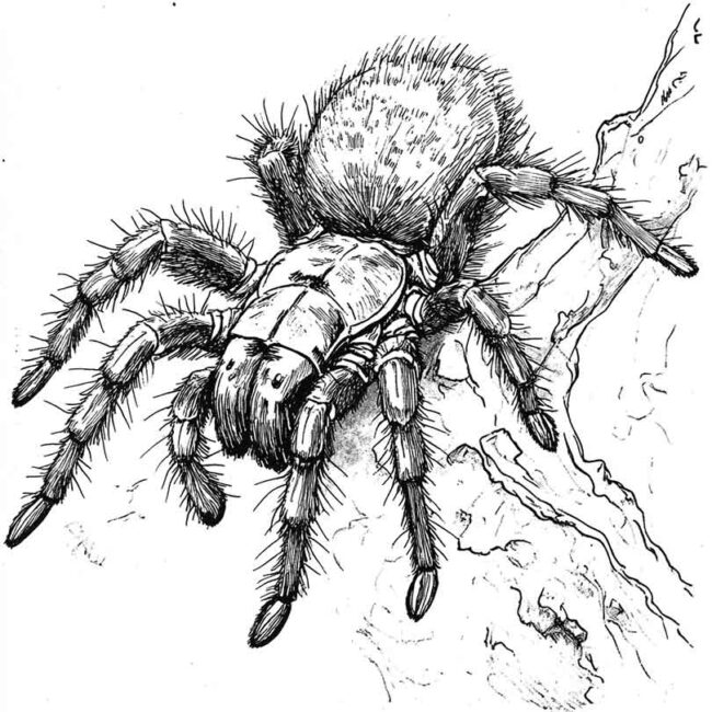 desenhos de tarantulas para imprimir e colorir pintar 25