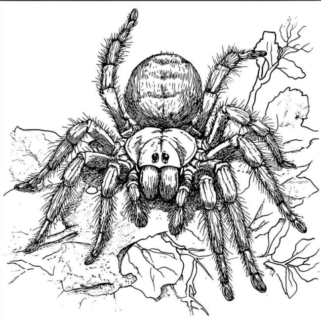 desenhos de tarantulas para imprimir e colorir pintar 19