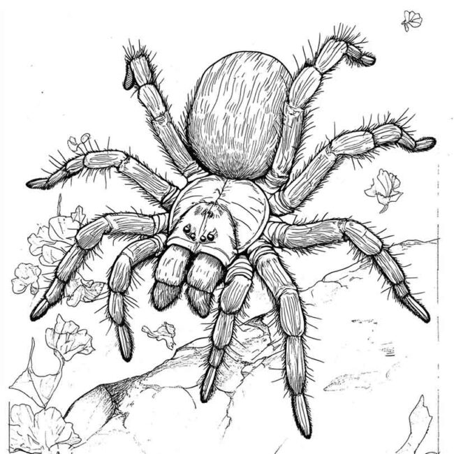desenhos de tarantulas para imprimir e colorir pintar 23