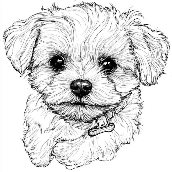 desenhos de cachorro maltes para imprimir e colorir pintar png 5