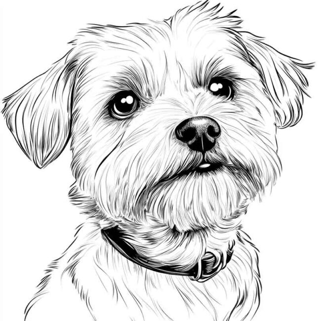 desenhos de cachorro maltes para imprimir e colorir pintar png 23
