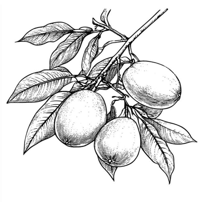 Desenhos de Mangostin para Imprimir e Colorir 9