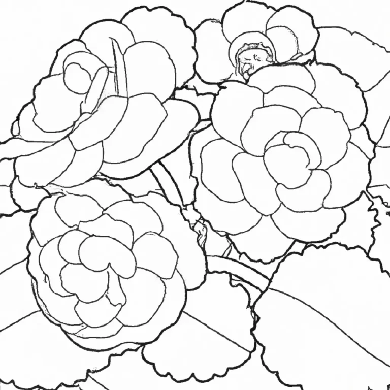 desenhos belas begonias imprimir colorir