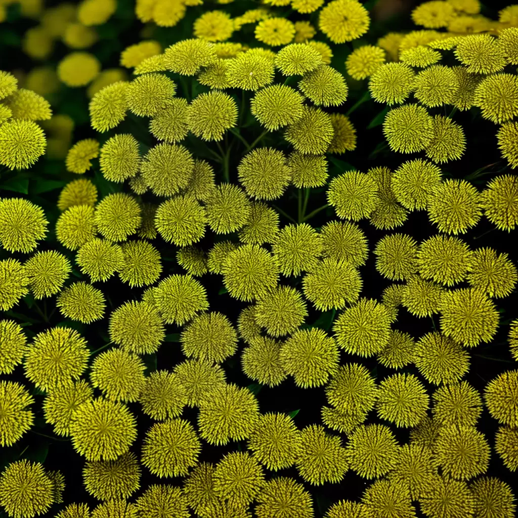 Fotos garra leao flor cores folhagem