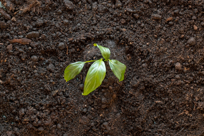 O impacto do pH do solo na absorção de nutrientes pelas plantas 1 O impacto do pH do solo na absorção de nutrientes pelas plantas
